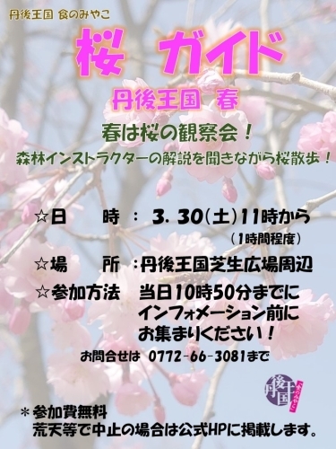 【京丹後市】桜ガイドツアー