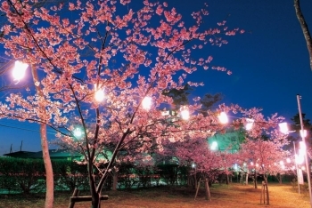 妖艶な夜桜のライトアップ☆
