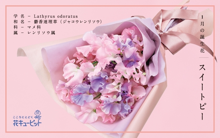1月の旬花 スイートピー 梅 花キューピットでお花じかん まいぷれ 黒部 入善 朝日 1月の旬花 スイートピー 梅 花キューピットでお花じかん まいぷれ 黒部 入善 朝日