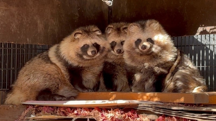 おびひろ動物園 夏期開園