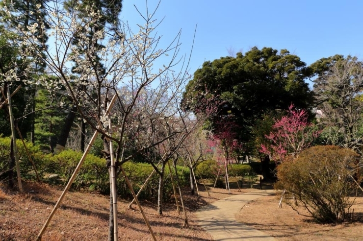 公園奥の梅林　白梅と紅梅が色を競う　ほんのりと白梅の香りが漂う