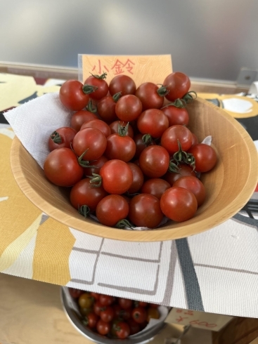 1位　小鈴「いしかわ菜園の人気トマトベスト3(豊明市沓掛町のトマト直売所)」