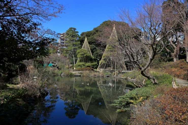 松の雪吊り 12月第1週頃～3月下旬頃まで