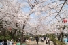 特別名勝 栗林公園 春を感じに出かけよう 高松の花見スポット特集 まいぷれ 高松市