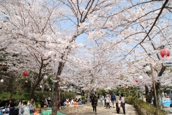 (1)桜のトンネル