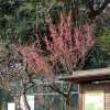 第139回　春を待つおとめ山公園に行ってみよう