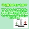 甲状腺ホルモンとは？「甲状腺ホルモンとは？」