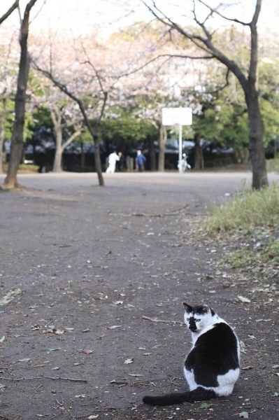 猫ちゃんも桜鑑賞♪　区民の憩いの場となっている。
