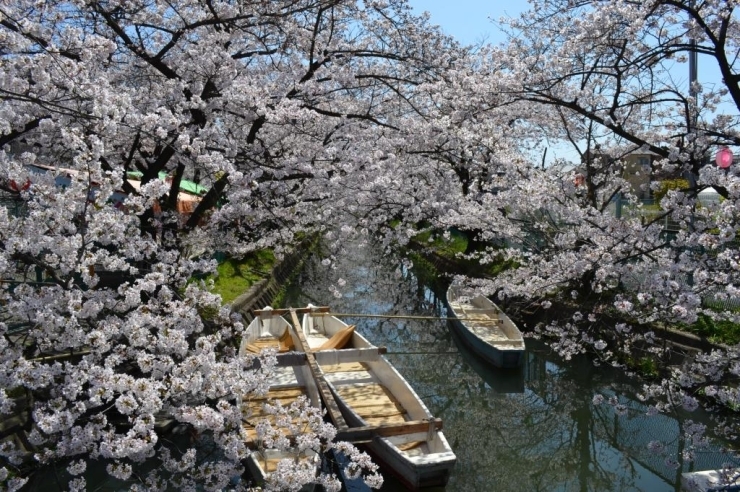 砂子水路と桜