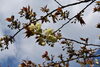 御衣黄（うす黄色の花びらです）「引揚記念公園は花ざかり！」