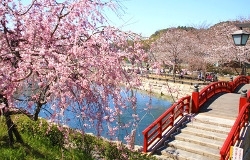 CHECK！<br>池とその畔に咲く桜を一緒に愛でる