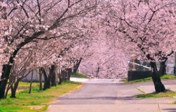 CHECK！<br>近くの「技の館」周辺の枝垂桜もきれい