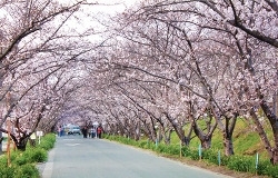 CHECK！<br>田園の中を走るイメージ通りの桜のトンネル