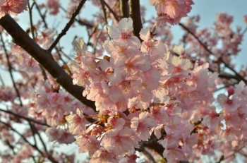 きれいな桜色です