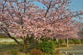 奥の駐車場手前にも桜の木があるんです