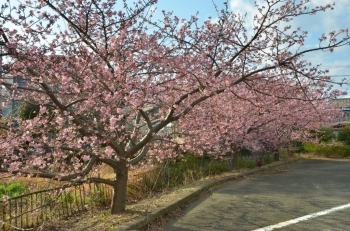 見事な桜並木