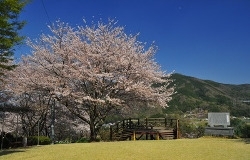 CHECK！<br>公園の遊具のすぐ横にも桜が咲き誇る