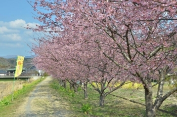 北側の桜並木