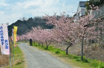 畑毛せせらぎ公園に続く道