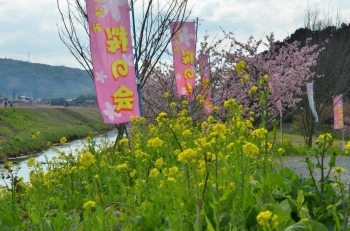 菜の花もたくさん咲いています