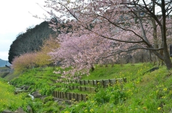 奥の早咲きの桜は葉桜になりました