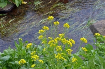 小川の近くの菜の花