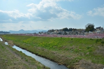 土手の下に桜の木があります