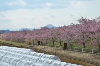 のどかな雰囲気