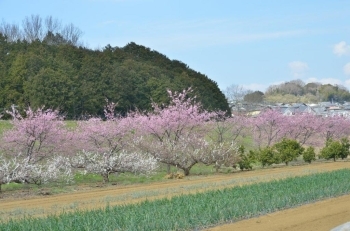 緑（ねぎ）と白（梅）とピンク（桜）のコントラスト♪