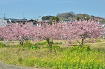 菜の花と桜　きれい♪