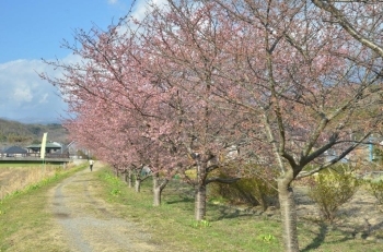 あと1週間で満開？