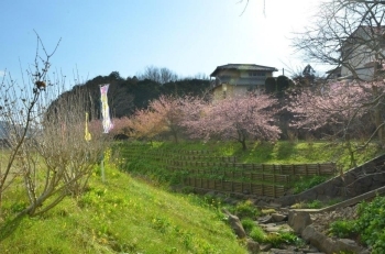 早咲きの桜は満開