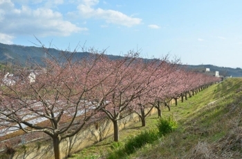 柿沢川の南東