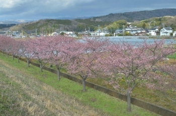 だいぶ咲いている木もあります