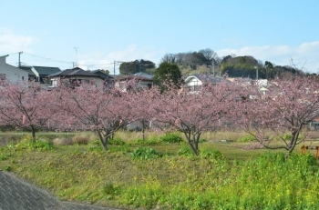 菜の花がもっと咲くときっときれいでしょう