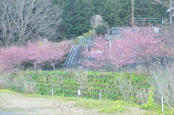 奥の早咲きの桜が見頃です