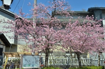 三嶋大社駐車場奥には河津桜が咲いています