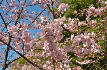 天気が良いと桜はきれいに映りますね