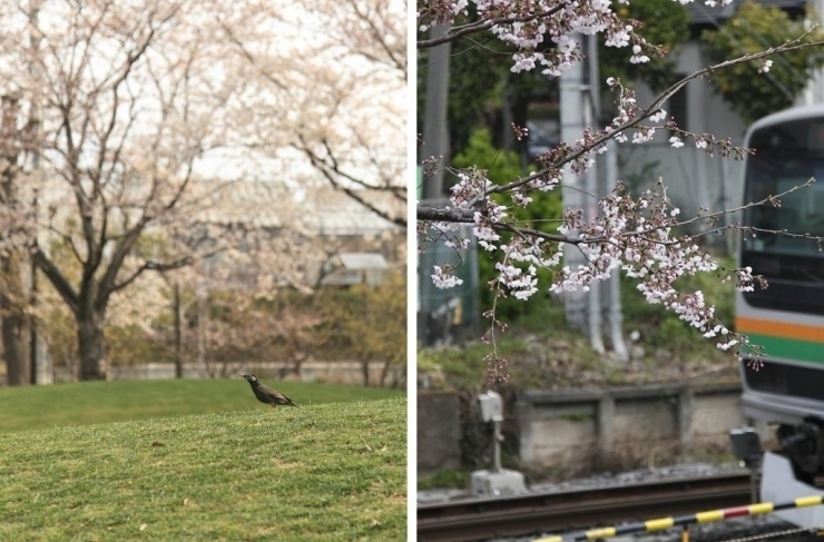 左：野鳥も気持ちよさそうにお花見してます♪<br><br>右：湘南新宿ラインをバックに、ここの桜は満開までもう少し。