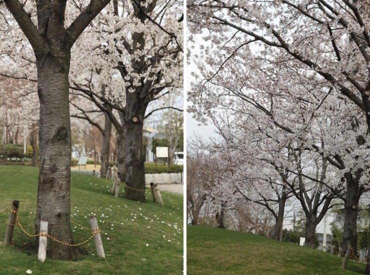 天気のいい日にこの桜の下でする花見は気持ちよさそー