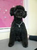 「　BLACK　BEAR　～　(^O^)　♪♪♪」