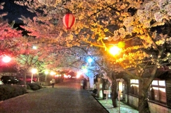 夜桜(桜のトンネル)