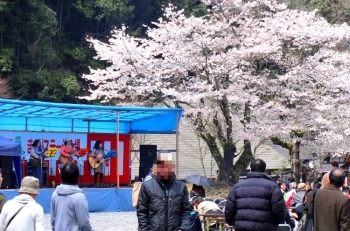 (3)桜まつり会場