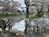 「ぐるっと一周❗️葛飾区内のお花見スポット🌸桜14選～東京葛飾で春を堪能～2024年4月4日（金）撮影！【1日で巡る葛飾一周桜企画】」