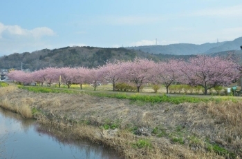 橋の上から見た北側の桜並木