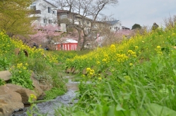 川辺にも菜の花が咲きそろいました