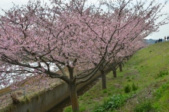 橋の南側にも桜並木が続きます