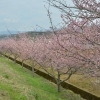 2016年　桜特集　かんなみの桜（柿沢川沿い）　【田方郡函南町】