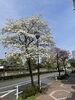 南大通　ハナミズキ②「ルージュの伝言 / 荒井由実　　みんなで歌謡ポップス」