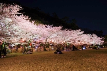 特別名勝 栗林公園 春を感じに出かけよう 高松の花見スポット特集 まいぷれ 高松市